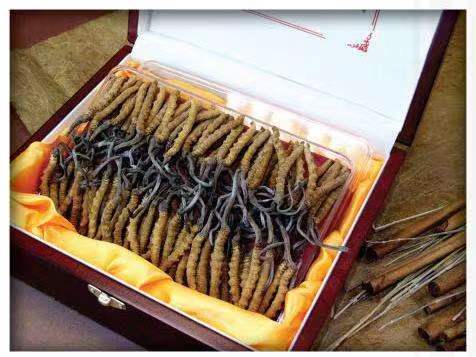 正蓝冬虫夏草回收